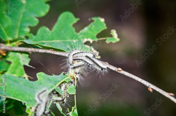 Obraz Eichen-Prozessionsspinner am Baum