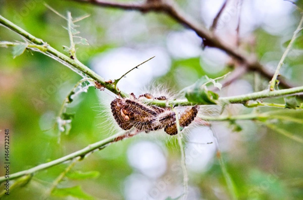 Fototapeta Eichen-Prozessionsspinner am Baum