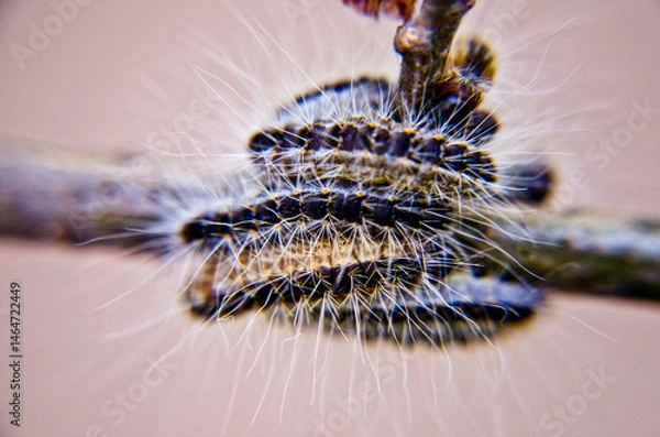 Obraz Eichen-Prozessionsspinner am Baum