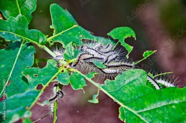 Obraz Eichen-Prozessionsspinner am Baum