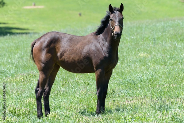 Obraz Kentucky Thoroughbred Horse in Bluegrass Field