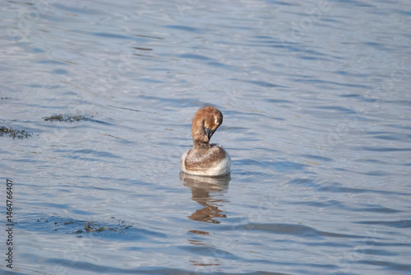 Fototapeta Canvasback Duck preens on the water 