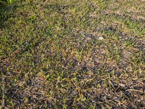 Obraz It is a spring lawn with sprouts sprouting.