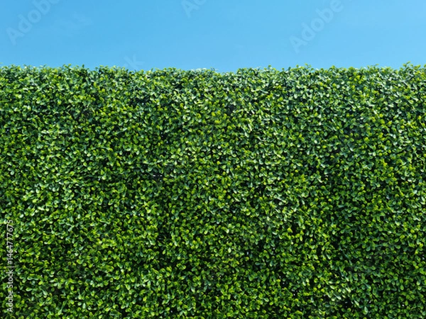 Obraz A wall made of artificial hedge