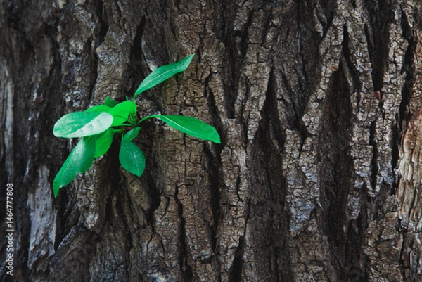 Fototapeta A small twig with leaves grows from the bark of the tree trunk