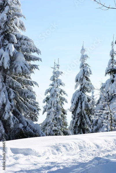 Fototapeta Fir tree