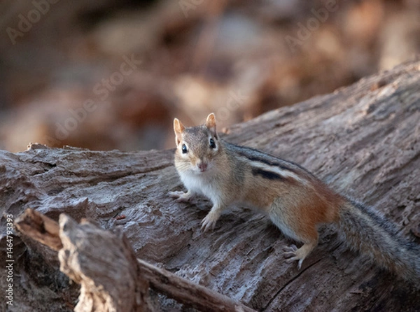 Obraz Chipmunk pauses on a log