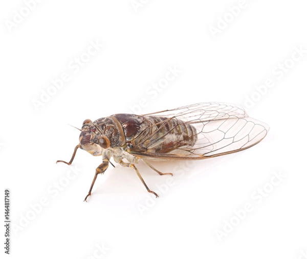 Obraz Cicada bug on white background