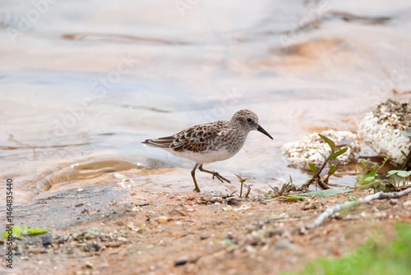 Obraz Small Least Sandpiper At the waters edge
