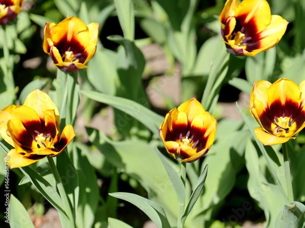 Obraz Colorful tulips bloom in urban flowerbeds and brighten the cityscape.