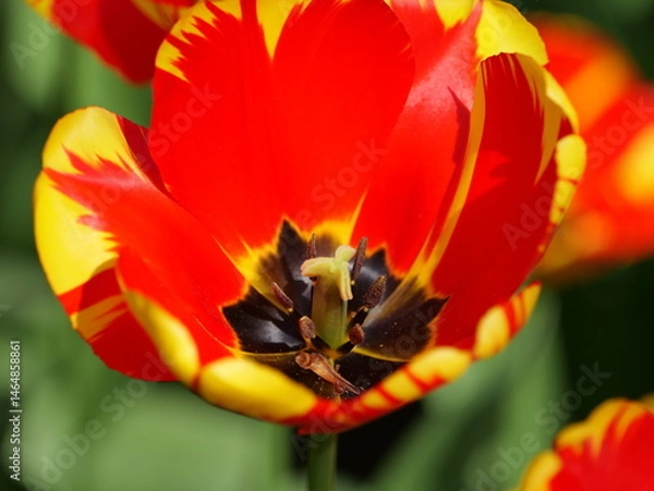 Obraz Colorful tulips bloom in urban flowerbeds and brighten the cityscape.
