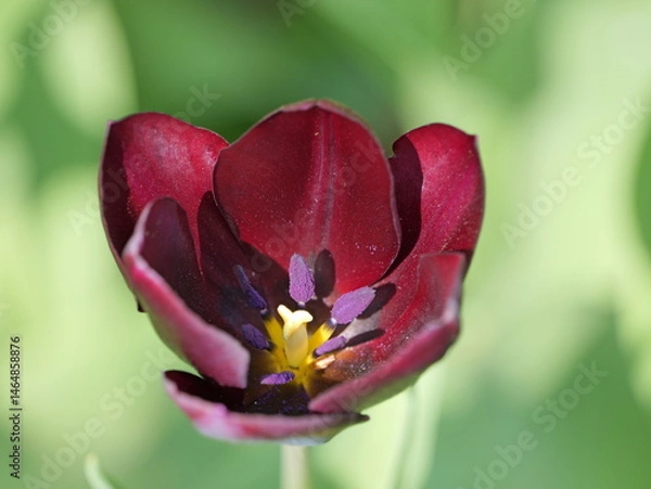 Obraz Colorful tulips bloom in urban flowerbeds and brighten the cityscape.
