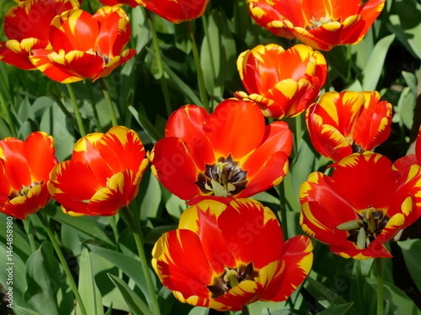 Obraz Colorful tulips bloom in urban flowerbeds and brighten the cityscape.