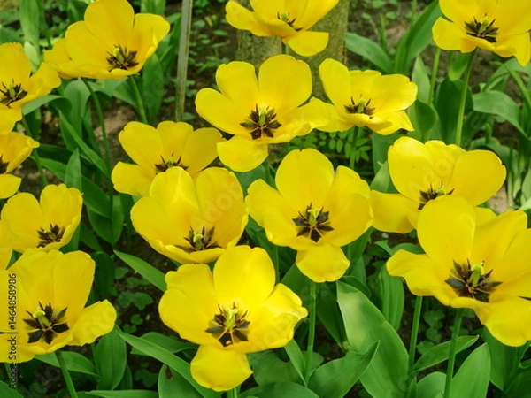 Obraz Colorful tulips bloom in urban flowerbeds and brighten the cityscape.