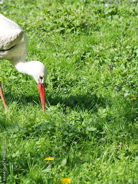 Obraz A white stork wades through wet meadows in search of insects and frogs, demonstrating the region's rich biodiversity.