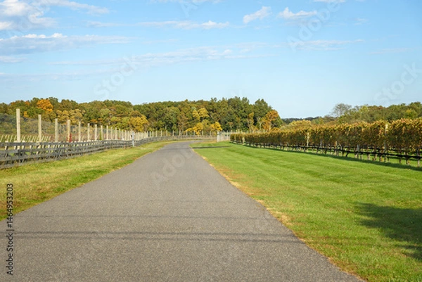 Fototapeta Empty back road running through vineyards in the countryside on a sunny autumn day