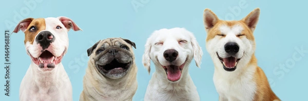 Obraz Banner pets smiling. Four dogs with happy expression. and closed eyes. Isolated on blue pastel colored background.
