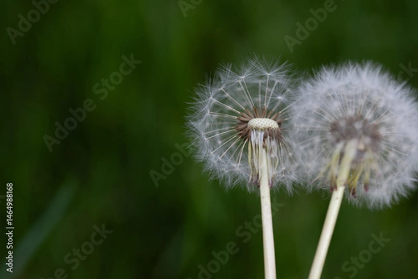 Fototapeta horizontal portrait of a close-up of two dandelions with their seeds against a dark green background with copy space available, spring summer themed