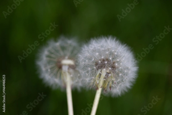 Fototapeta horizontal portrait of a close-up of two dandelions with their seeds against a dark green background