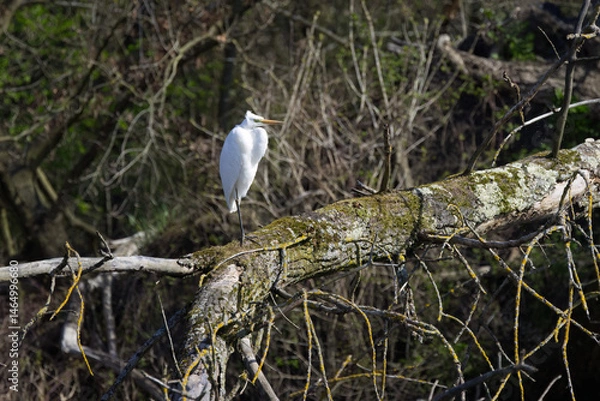 Fototapeta Great Egret on a fallen tree trunk, Great Egret preening its feathers in bright sunshine, sunny morning and Great Egret tree trunk, leafless branches in the background