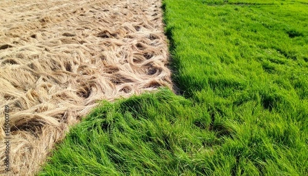 Fototapeta Dichotomy of green grass and brown hay field close up view