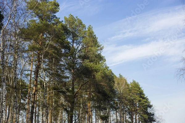 Obraz Spring forest against the blue sky