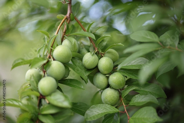 Fototapeta Green plums ripening on the tree in the sun. 