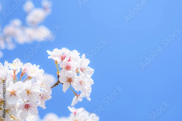 Fototapeta サクラと青空