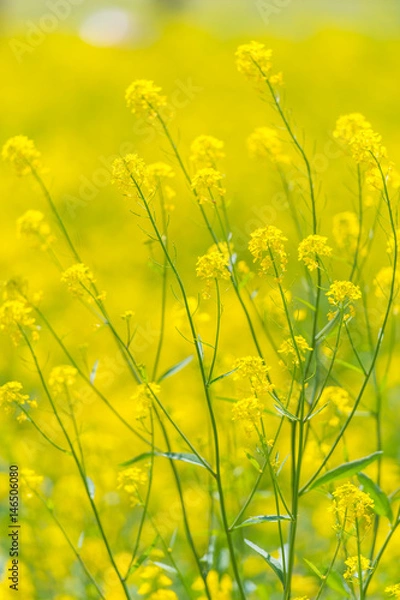 Fototapeta 菜の花畑
