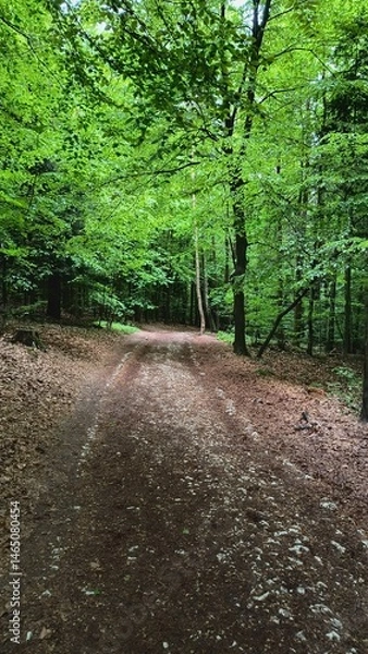 Obraz Scenic forest path with lush greenery and dappled sunlight in a wooded area