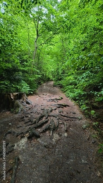 Obraz Nature trail surrounded by lush greenery in a serene forest setting