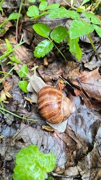 Obraz Snail crawling on wet leaves in a lush forest setting during early morning hours