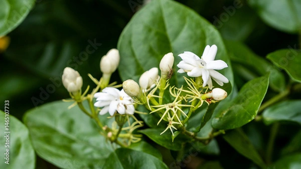 Obraz Jasmine or Mogra flowers blooming with leaves in depth of field