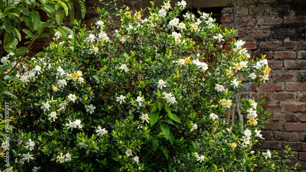 Obraz Togor Phool or Crape Jasmine or Chandni fower blooming full frame