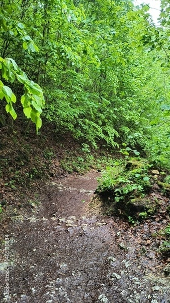 Obraz Lush green hiking trail through dense forest under a cloudy sky in early spring