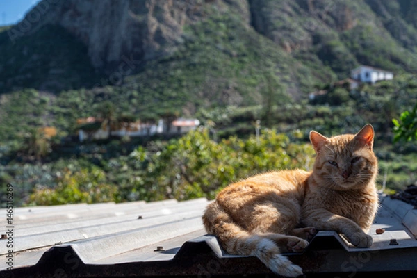 Fototapeta A cat is laying on a roof, looking at the camera. The cat is orange and has a closed eye. The scene is peaceful and serene, with the cat enjoying the view of the mountains in the background