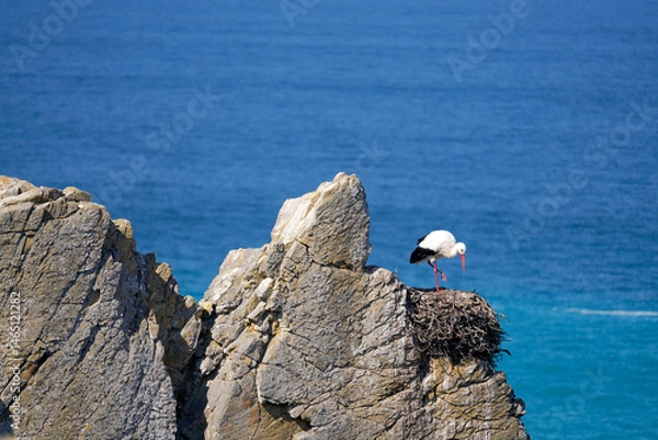 Fototapeta Stork in a nest on the cliffs of the North Atlantic Ocean