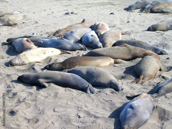 Fototapeta Seelöwen