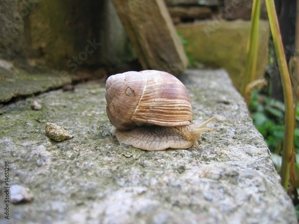 Fototapeta Schnecke