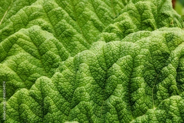 Obraz Full frame image of gunnera foliage resembling a mountain range