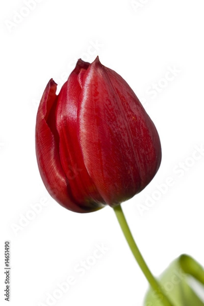 Obraz rote Tulpe