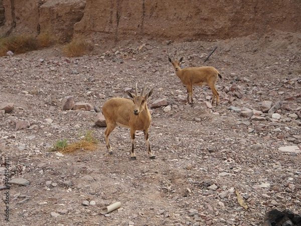 Obraz Eilat mountains nature reserve