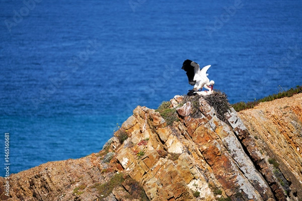 Fototapeta Two storks in action in their nest on the cliffs  over the North Atlantic Ocean