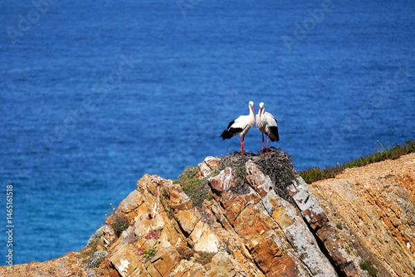 Fototapeta Storchs in a nest on the cliffs over the North Atlantic Ocean