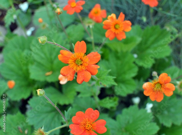Fototapeta Geum quellyon is blooming in the garden