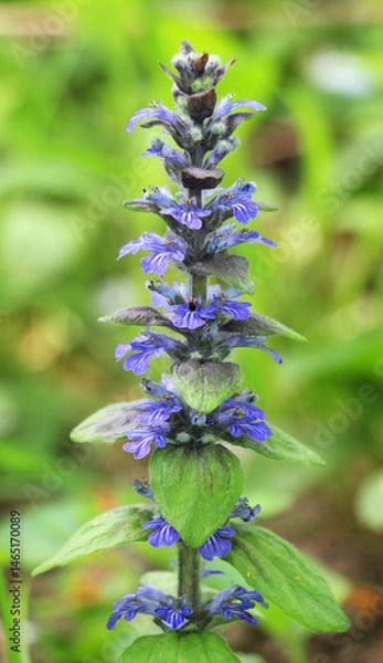 Fototapeta Ajuga reptans grows and blooms in herbs