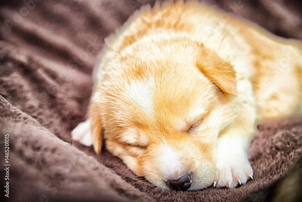 Fototapeta Puppy sleeping peacefully on a soft blanket in a cozy indoor setting during the day