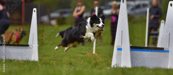 Obraz flyball dog competition agility