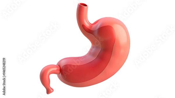 Fototapeta Stomach Organ 3D Icon Representing Human Digestive System Biology Anatomy and Health Function
