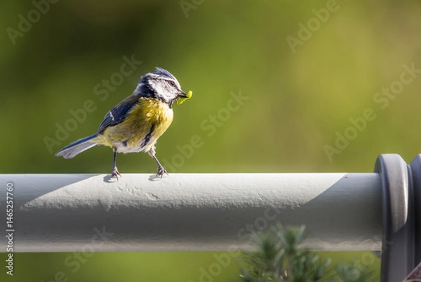 Fototapeta Eurasian Blue Tit (cyanisies caeruleus) with caterpillar in its beak for its chicks. Biodiversity concept in the city. Bird on my balcony.